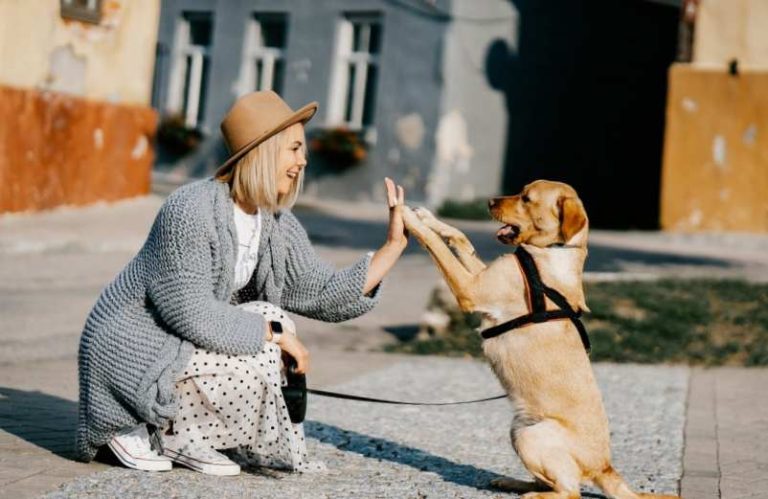 Mon chien se gratte remède de grand-mère : Que faire ?