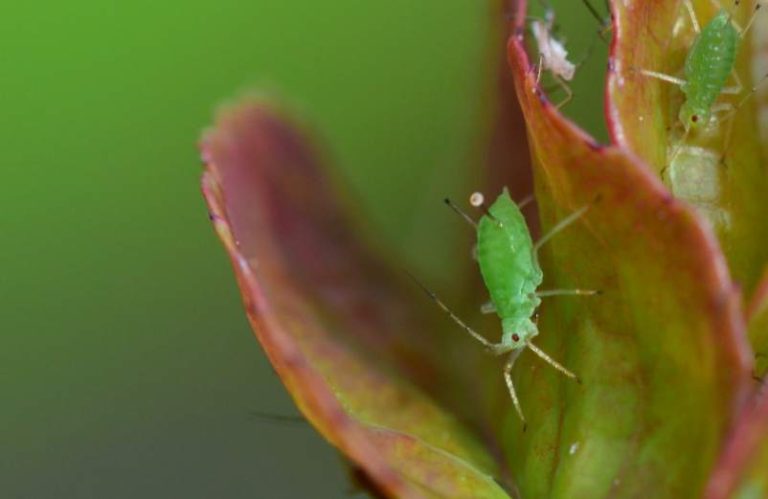 Remède naturel de grand-mère pour tuer les pucerons