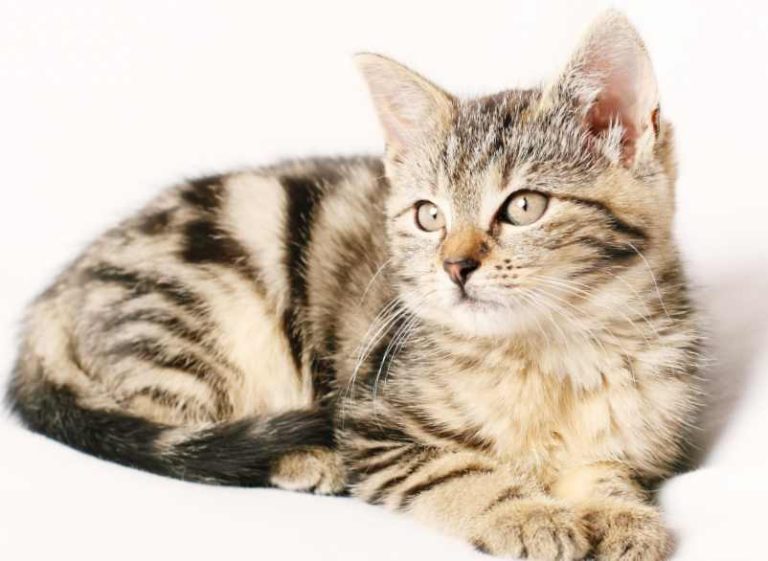 Remède de grand-mère contre les puces de chat : les meilleurs