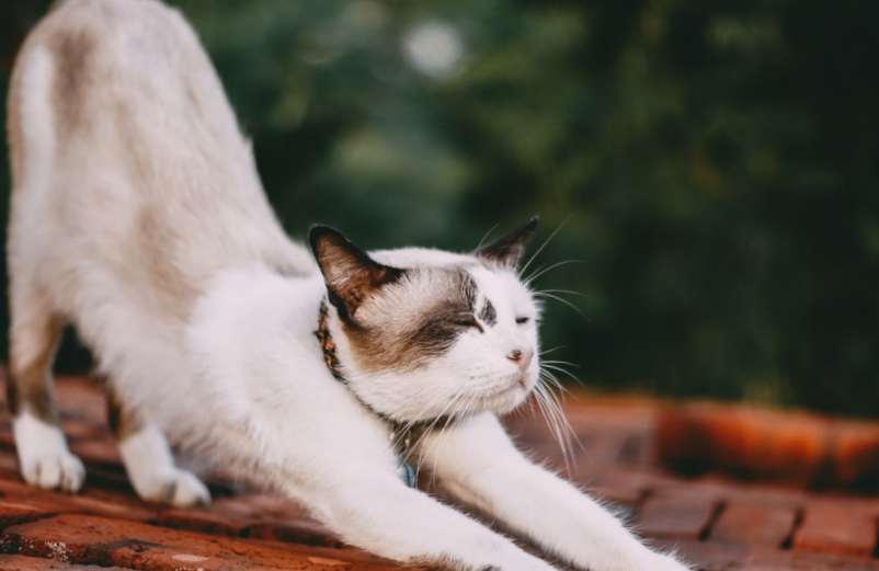 Répulsifs chat: les meilleurs remèdes de grand-mère