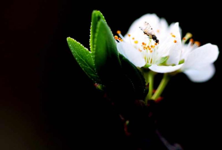Remède de grand mère contre les cochenilles : à savoir !