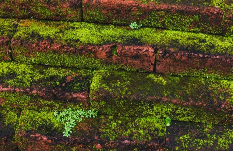 Remèdes de grand mère pour enlever la mousse : top 6 !