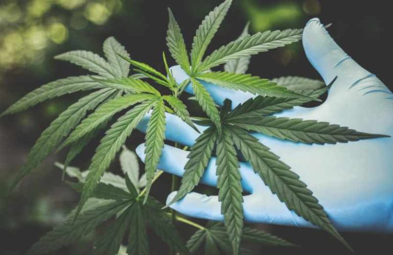 CBD : 3 applications thérapeutiques pressenties
