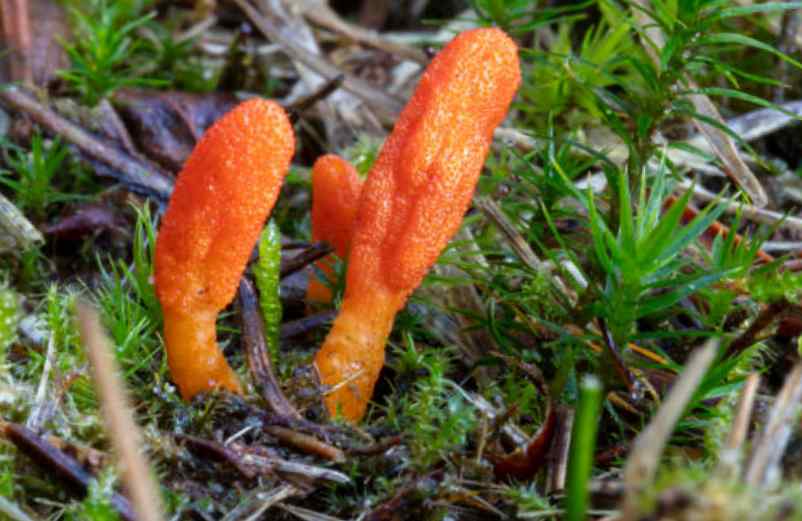 Cordyceps avis : la plante phare de la médecine chinoise !