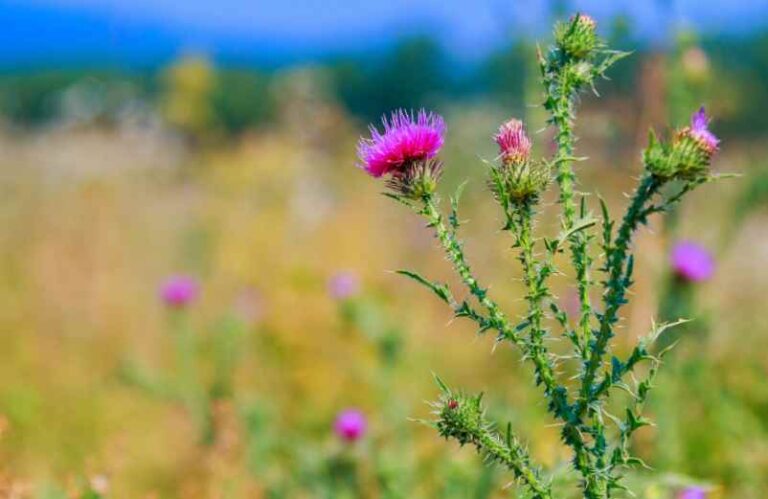 Chardon-Marie : bienfaits à travers le témoignage d'un utilisateur